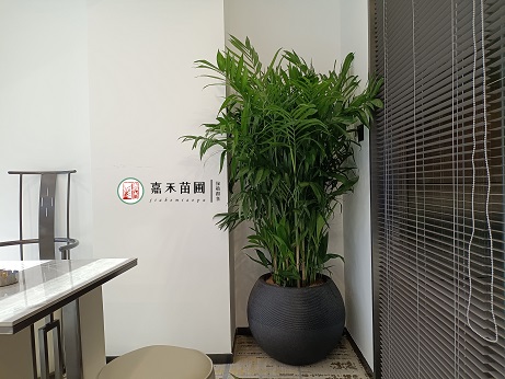 花卉綠植租賃植物擺放|西安嘉禾苗圃 花卉綠植租賃植物擺放|西安嘉禾苗圃