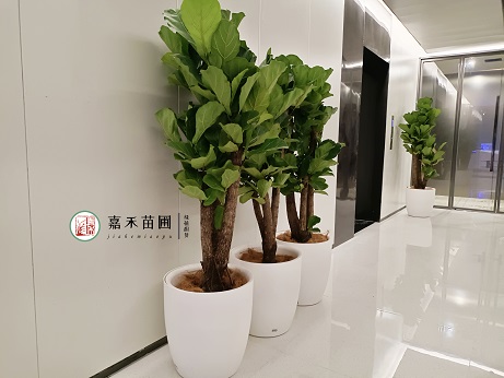 西安企業(yè)綠植租賃公司|西安嘉禾苗圃 西安企業(yè)綠植租賃公司|西安嘉禾苗圃