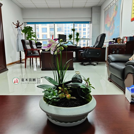 辦公樓洽談室綠植租賃方案|西安嘉禾苗圃