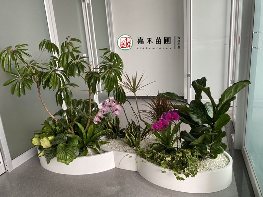 西安辦公室綠植租賃植物|西安嘉禾苗圃 西安辦公室綠植租賃植物|西安嘉禾苗圃