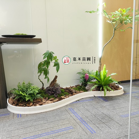 西安綠植租賃植物|西安嘉禾苗圃