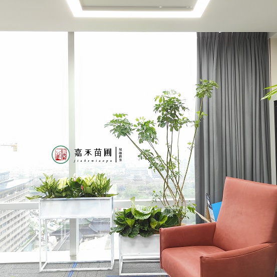 西安綠植租賃軟裝服務(wù)|西安嘉禾苗圃 西安綠植租賃軟裝服務(wù)|西安嘉禾苗圃