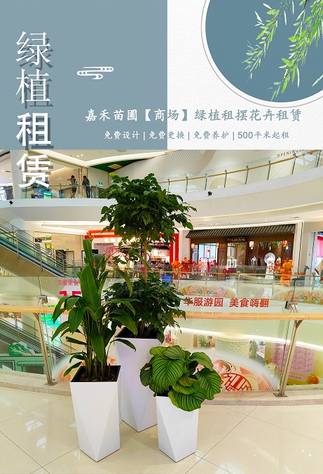 西安商場(chǎng)花卉綠植租賃電話(huà)|15202909185 西安商場(chǎng)花卉綠植租賃電話(huà)|15202909185