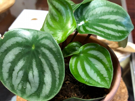 西安綠植租賃|西瓜皮椒草 西安綠植租賃|西瓜皮椒草