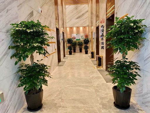 西安辦公室花卉綠植推薦|西安嘉禾苗圃 西安辦公室花卉綠植推薦|西安嘉禾苗圃