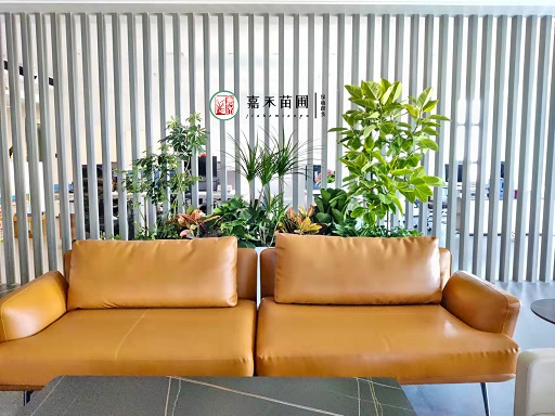 西安辦公室綠植租擺|西安嘉禾苗圃 西安辦公室綠植租擺|西安嘉禾苗圃