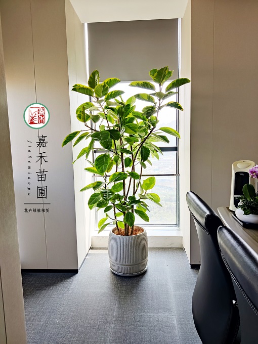 西安辦公室寫字樓綠植租賃|西安嘉禾苗圃 西安辦公室寫字樓綠植租賃|西安嘉禾苗圃