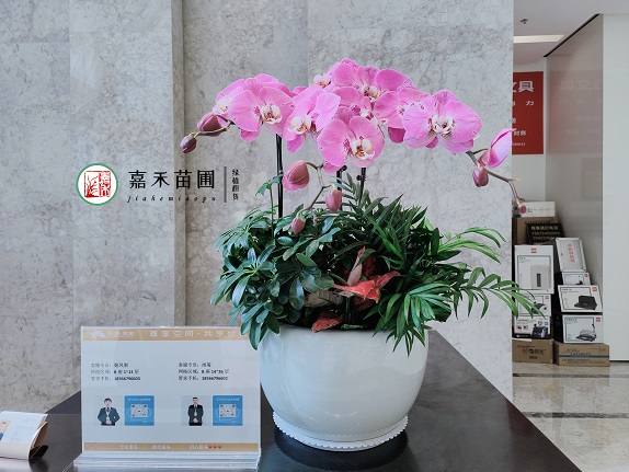 西安綠植租賃電話|15202909185