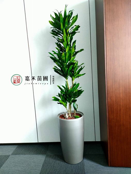 辦公室綠植租賃公司|西安嘉禾苗圃 辦公室綠植租賃公司|西安嘉禾苗圃