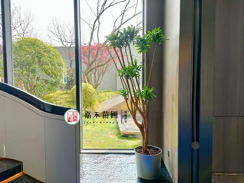 企業(yè)花卉租擺|西安嘉禾苗圃 企業(yè)花卉租擺|西安嘉禾苗圃