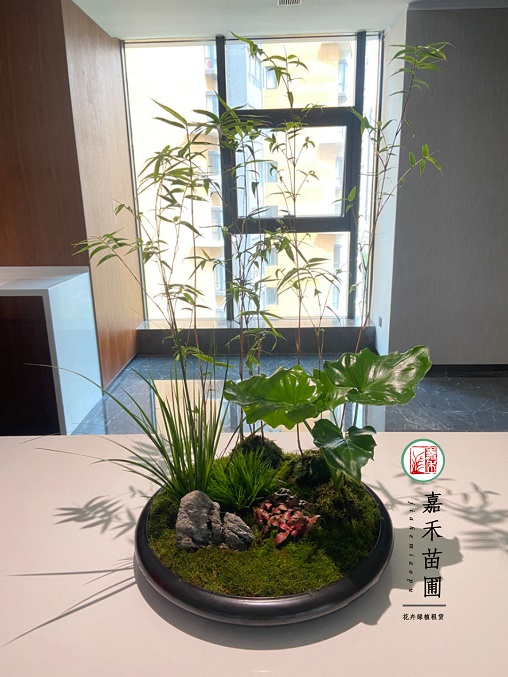 西安花卉租擺設(shè)計公司|西安嘉禾苗圃 西安花卉租擺設(shè)計公司|西安嘉禾苗圃