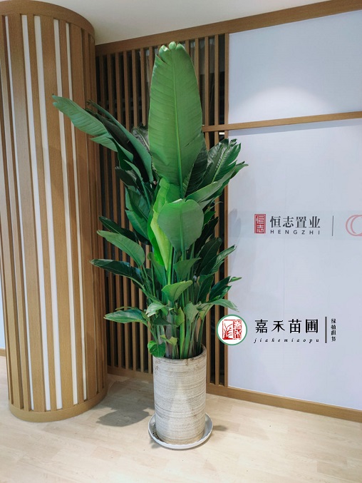 西安花卉租擺商家電話|15202909185西安嘉禾苗圃 西安花卉租擺商家電話|15202909185西安嘉禾苗圃