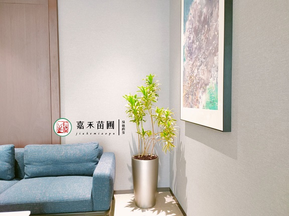 西安綠植租賃商家|西安嘉禾苗圃 西安綠植租賃商家|西安嘉禾苗圃