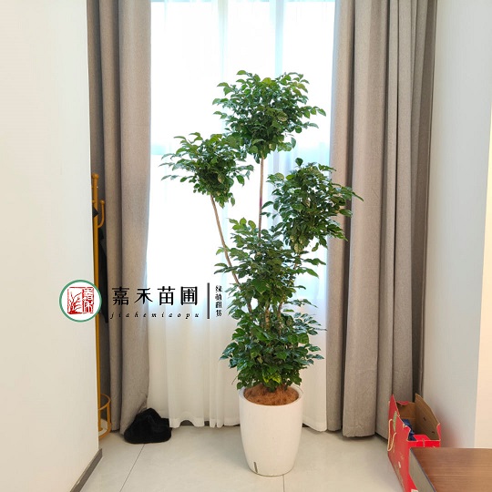 西安綠植租賃電話|15202909185西安嘉禾苗圃 西安綠植租賃電話|15202909185西安嘉禾苗圃