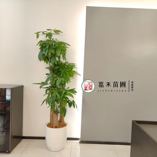 西安室內(nèi)綠植租賃廠家|西安嘉禾苗圃 西安室內(nèi)綠植租賃廠家|西安嘉禾苗圃