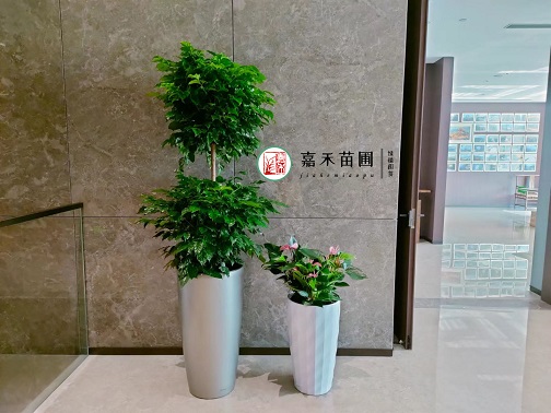 西安花卉租擺服務(wù)方案|西安嘉禾苗圃