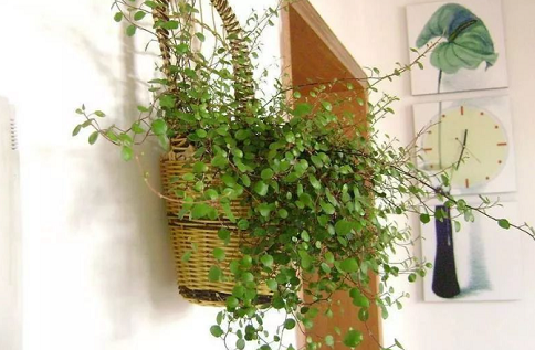 新手養(yǎng)花|西安嘉禾苗圃 新手養(yǎng)花|西安嘉禾苗圃