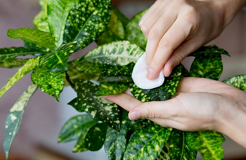 西安綠植租賃養(yǎng)花|西安嘉禾苗圃 西安綠植租賃養(yǎng)花|西安嘉禾苗圃