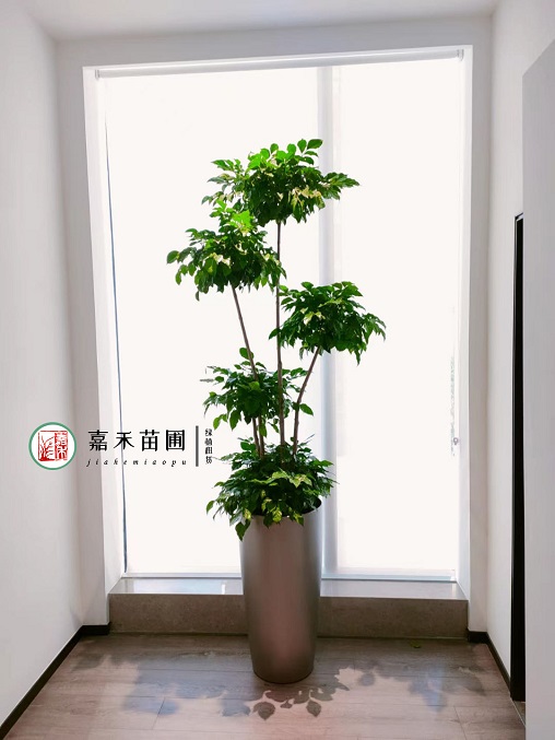 西安花卉租賃公司報價|西安嘉禾苗圃