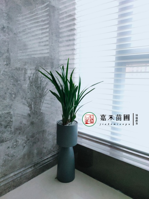 花卉租擺綠植租賃服務(wù)質(zhì)量|西安嘉禾苗圃 花卉租擺綠植租賃服務(wù)質(zhì)量|西安嘉禾苗圃