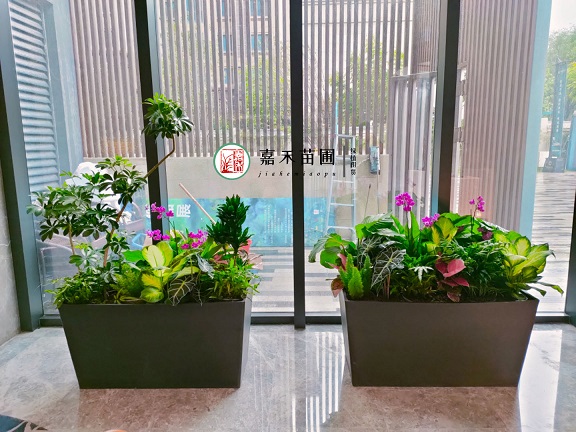 西安綠植租賃室內(nèi)綠植|西安嘉禾苗圃 西安綠植租賃室內(nèi)綠植|西安嘉禾苗圃