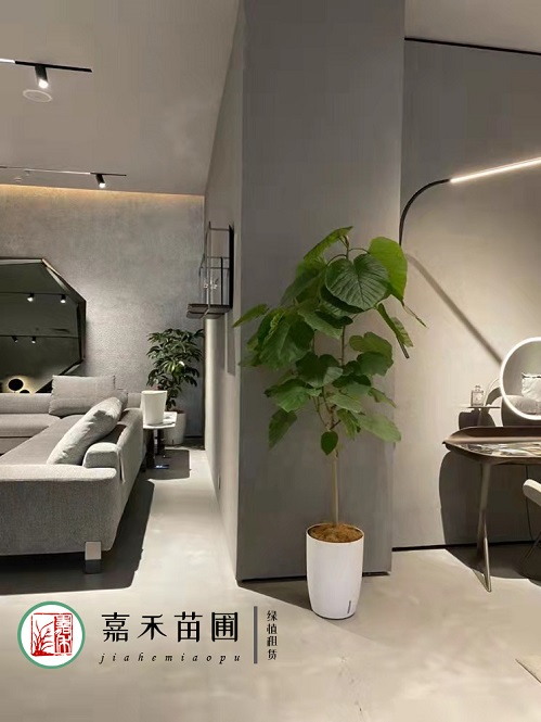 西安綠植租擺方案|西安嘉禾苗圃