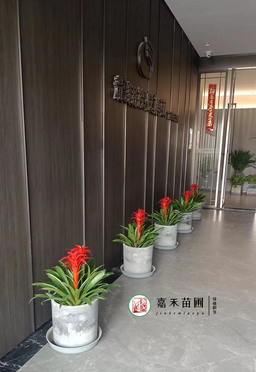 西安綠植租賃電話|15202909185西安嘉禾苗圃 西安綠植租賃電話|15202909185西安嘉禾苗圃