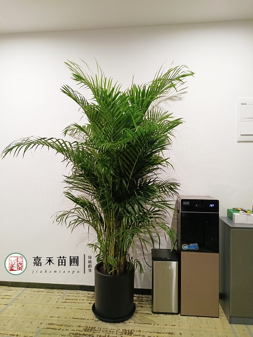 西安辦公室花卉租擺報價|15202909185西安嘉禾苗圃