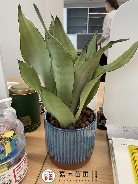 西安綠植租賃案例|西安嘉禾苗圃 西安綠植租賃案例|西安嘉禾苗圃