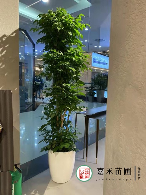 西安綠植租賃報價|15202909185西安嘉禾苗圃 西安綠植租賃報價|15202909185西安嘉禾苗圃