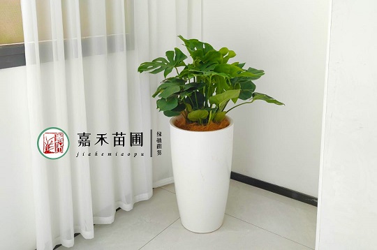 西安花卉租擺|龜背竹養(yǎng)護 西安花卉租擺|龜背竹養(yǎng)護