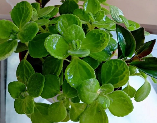 碰碰香的養(yǎng)護(hù)方法|西安嘉禾苗圃綠植租擺 碰碰香的養(yǎng)護(hù)方法|西安嘉禾苗圃綠植租擺