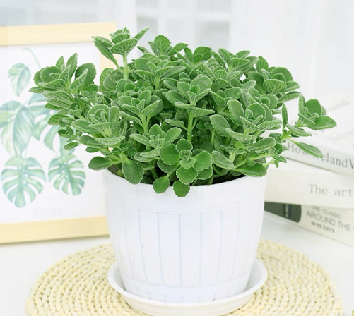 碰碰香的養(yǎng)護(hù)知識(shí)|西安嘉禾苗圃綠植租賃 碰碰香的養(yǎng)護(hù)知識(shí)|西安嘉禾苗圃綠植租賃