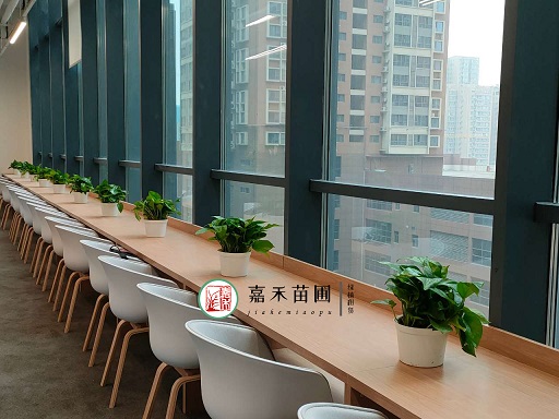 西安綠植租擺公司|西安嘉禾苗圃 西安綠植租擺公司|西安嘉禾苗圃