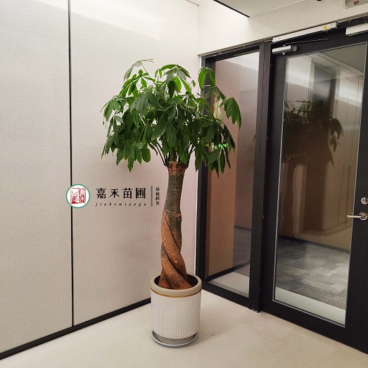 西安綠植租擺電話|15202909185西安嘉禾苗圃 西安綠植租擺電話|15202909185西安嘉禾苗圃