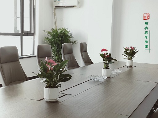 西安酒店綠植租賃公司|西安嘉禾苗圃 西安酒店綠植租賃公司|西安嘉禾苗圃