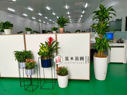 西安綠植租擺推薦|西安嘉禾苗圃 西安綠植租擺推薦|西安嘉禾苗圃