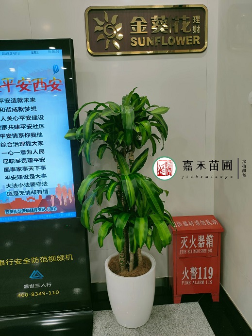 西安綠植租賃推薦|西安嘉禾苗圃 西安綠植租賃推薦|西安嘉禾苗圃