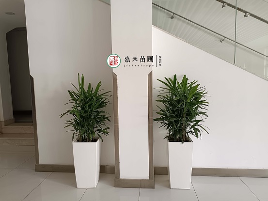 西安醫(yī)院綠植租賃|西安嘉禾苗圃 西安醫(yī)院綠植租賃|西安嘉禾苗圃