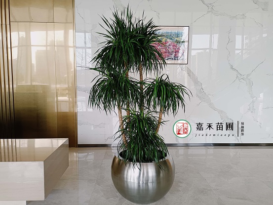 西安花卉租擺公司|西安嘉禾苗圃 西安花卉租擺公司|西安嘉禾苗圃