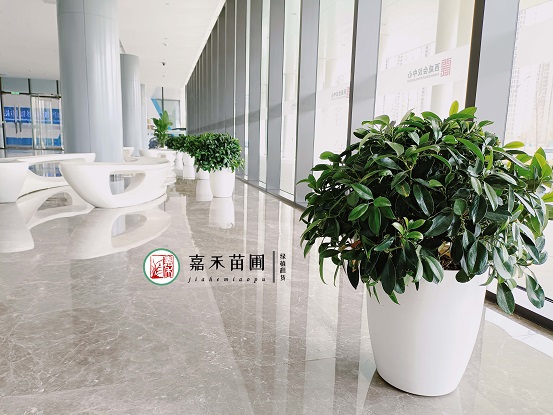 西安花卉租擺價格|西安嘉禾苗圃 西安花卉租擺價格|西安嘉禾苗圃