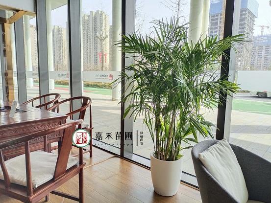 西安花卉租擺圖片|西安嘉禾苗圃 西安花卉租擺圖片|西安嘉禾苗圃