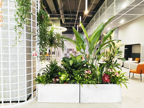 西安綠植租賃公司|西安嘉禾苗圃 西安綠植租賃公司|西安嘉禾苗圃