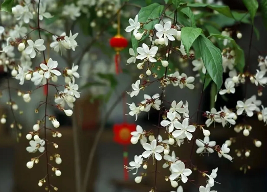 西安花卉租賃推薦:西安嘉禾苗圃 西安花卉租賃推薦:西安嘉禾苗圃