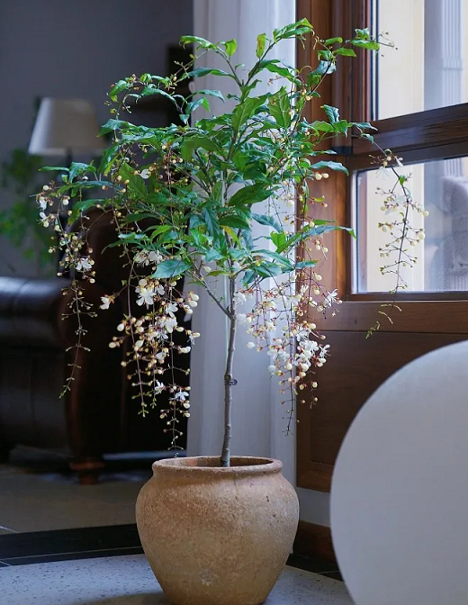 垂絲茉莉養(yǎng)護(hù)方法:西安嘉禾苗圃 垂絲茉莉養(yǎng)護(hù)方法:西安嘉禾苗圃