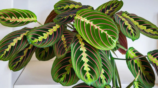 西安綠植租賃推薦企業(yè)|西安嘉禾苗圃 西安綠植租賃推薦企業(yè)|西安嘉禾苗圃