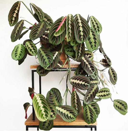 西安植物出租公司|西安嘉禾苗圃 西安植物出租公司|西安嘉禾苗圃