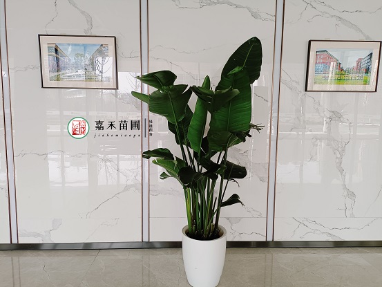 西安花卉租賃案例|西安嘉禾苗圃 西安花卉租賃案例|西安嘉禾苗圃