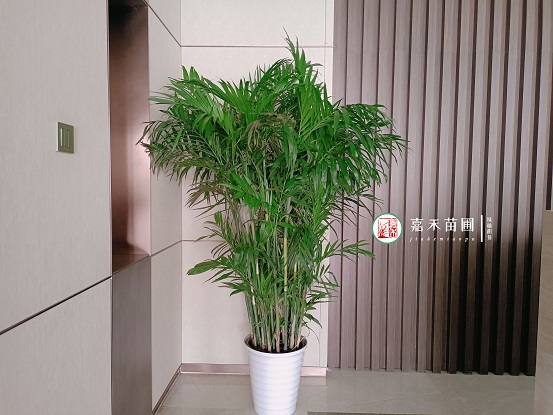 西安花卉租賃圖片|西安嘉禾苗圃 西安花卉租賃圖片|西安嘉禾苗圃