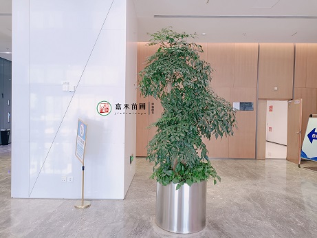 西安綠植租擺公司|西安嘉禾苗圃 西安綠植租擺公司|西安嘉禾苗圃